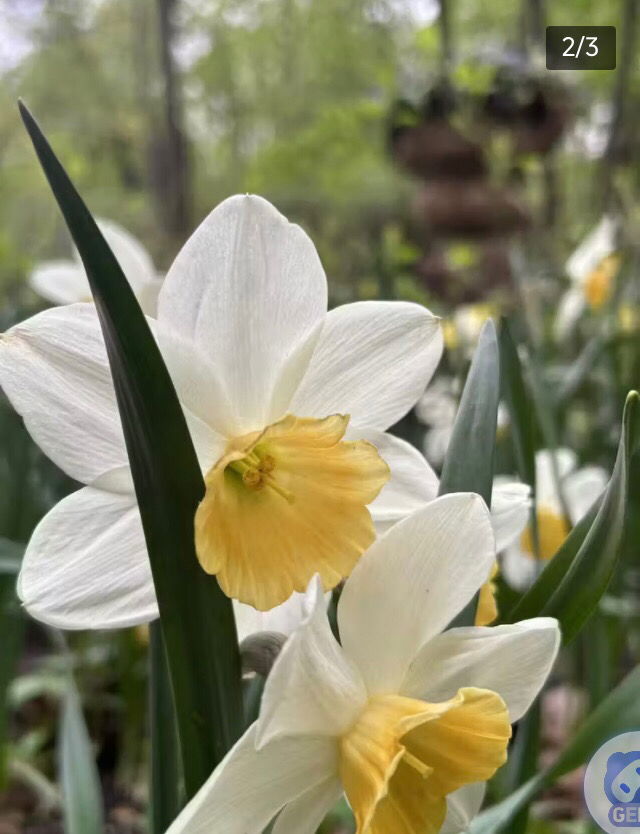 Nice flowers
