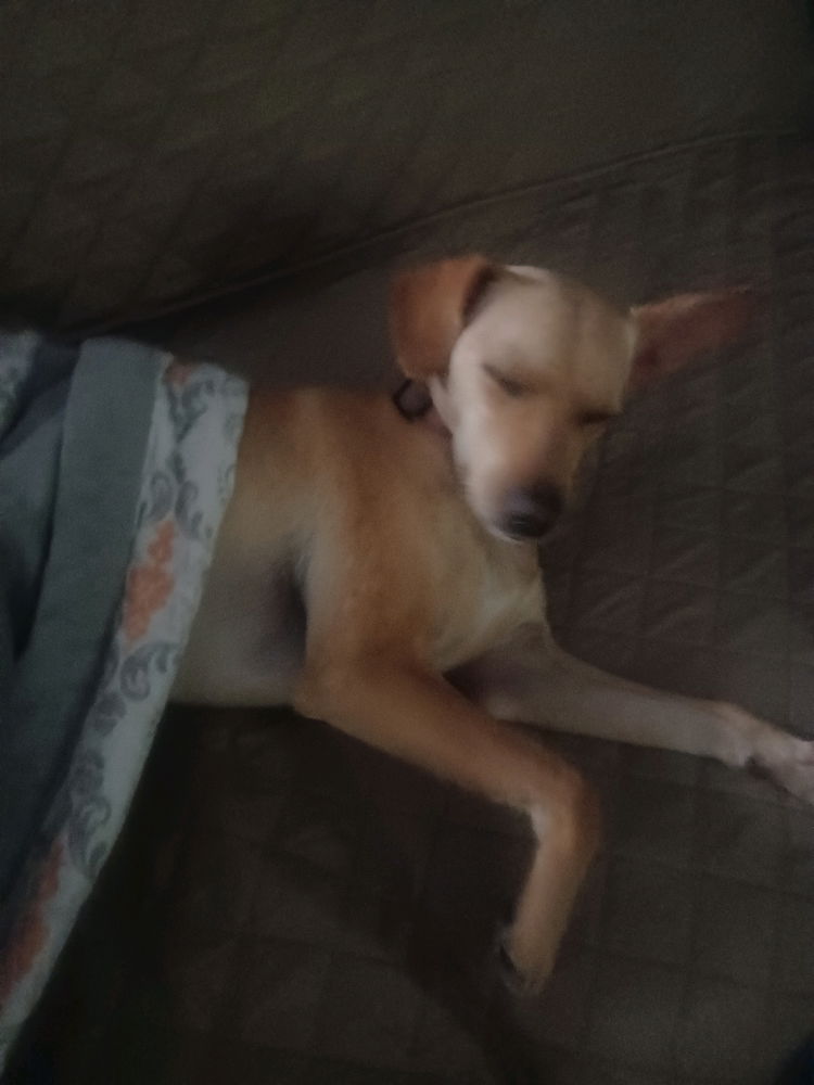 My fur baby