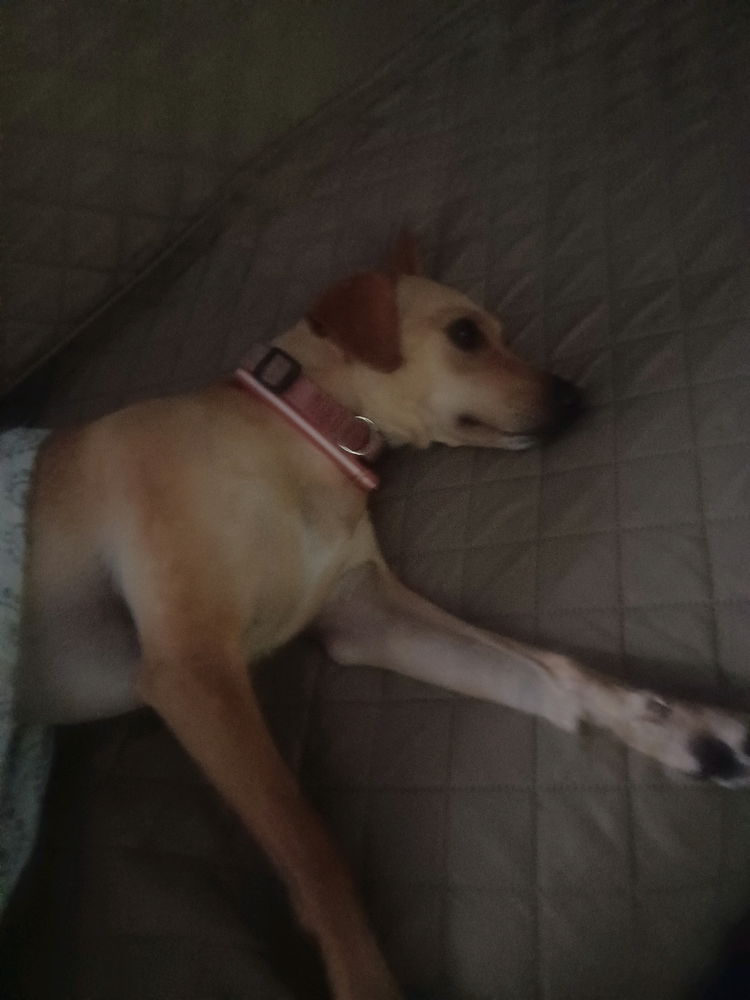 My fur baby