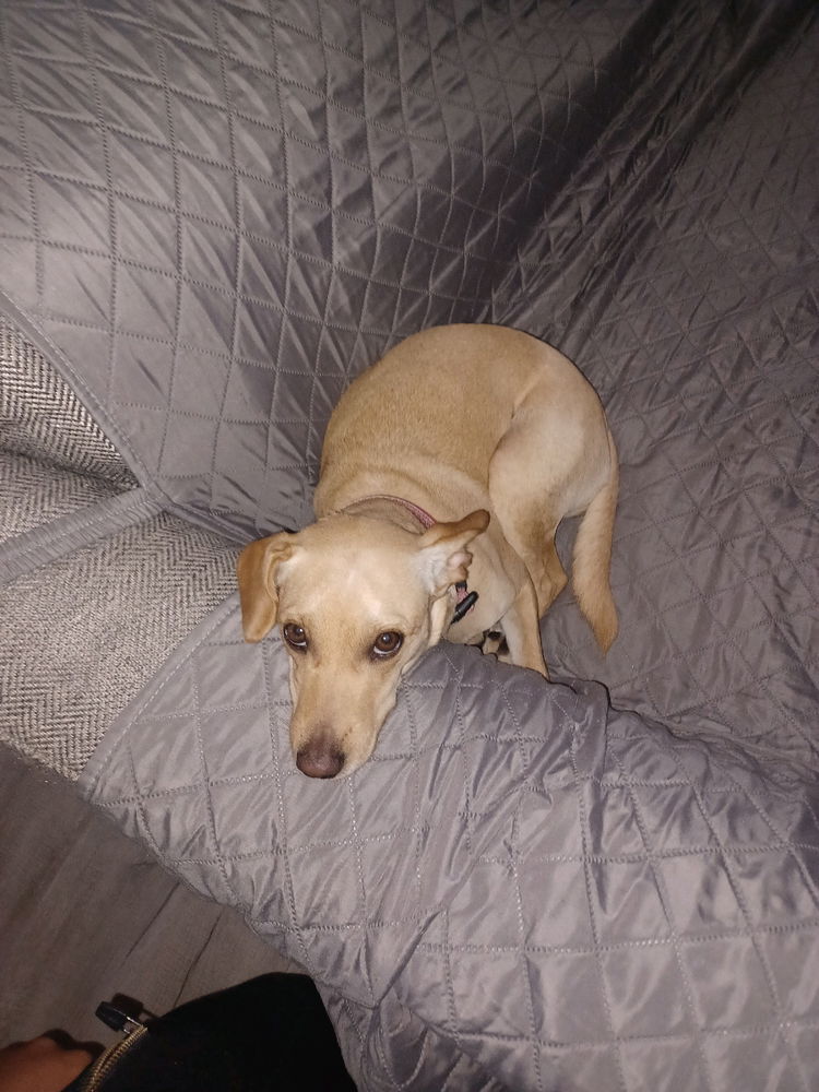 My fur baby