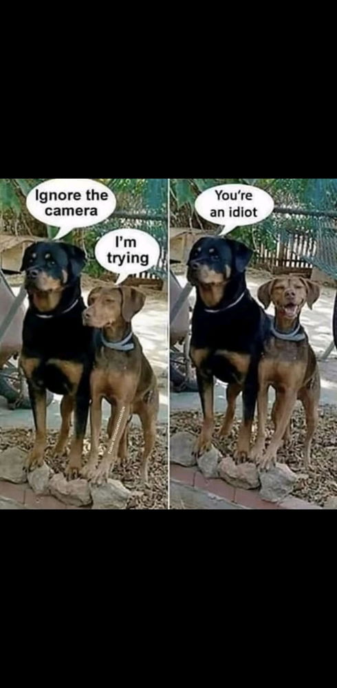 Cheese!
