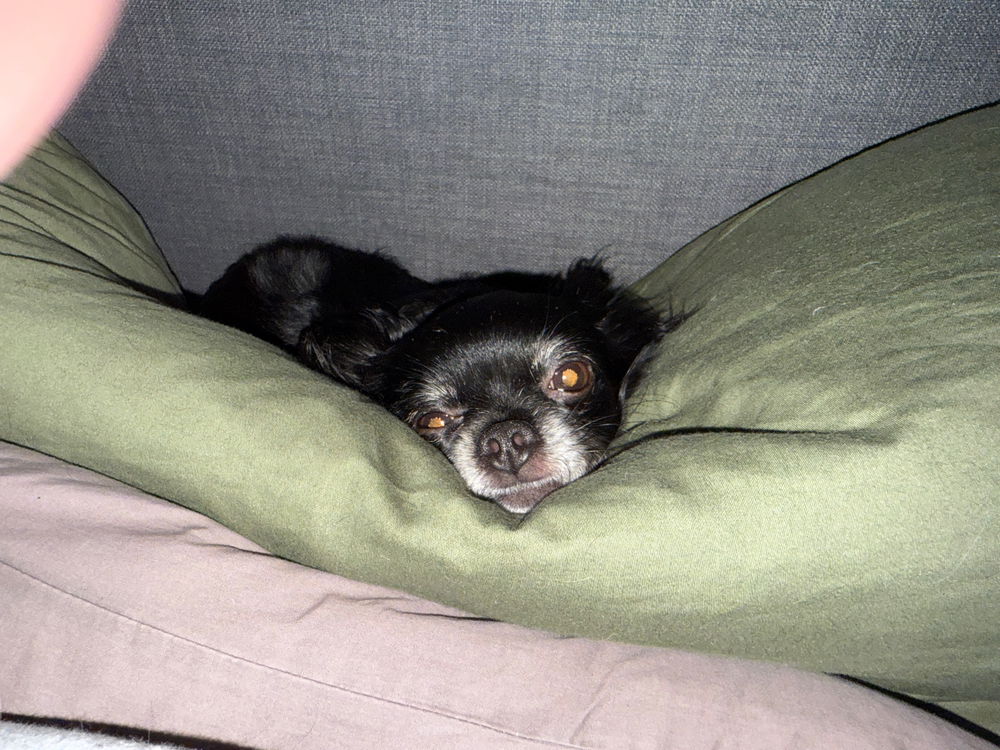 Fellnasen
