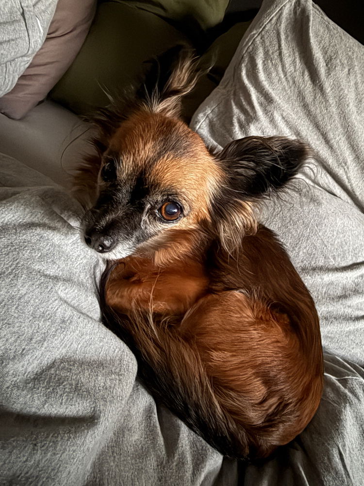Fellnasen