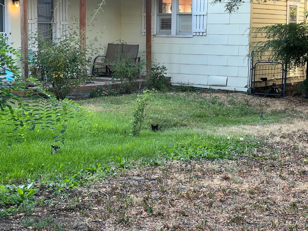 My yard has a herd of cats