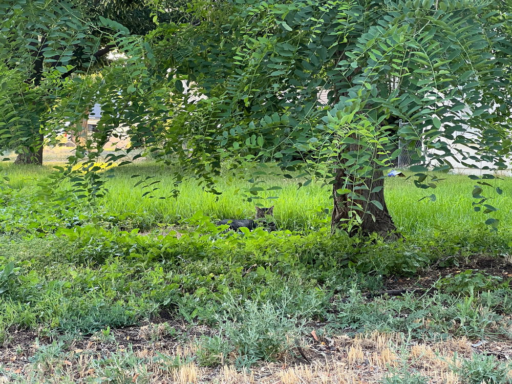 My yard has a herd of cats