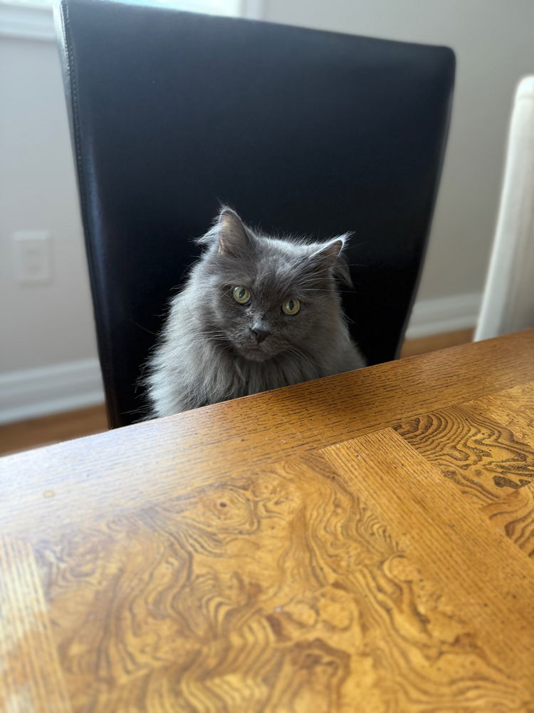 🐈‍⬛🐈‍⬛🐈‍⬛