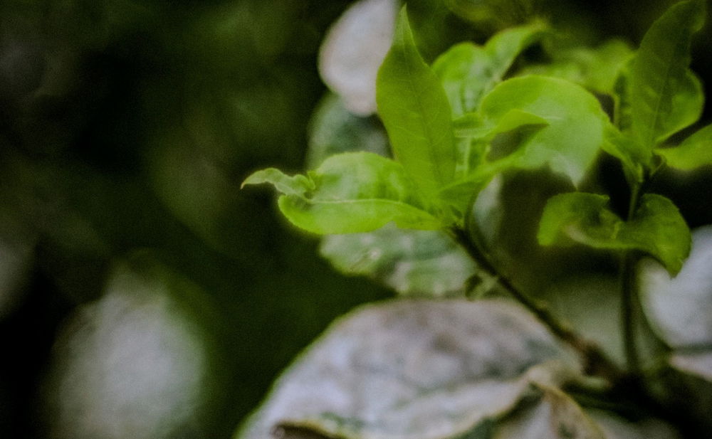 Helios 44-2