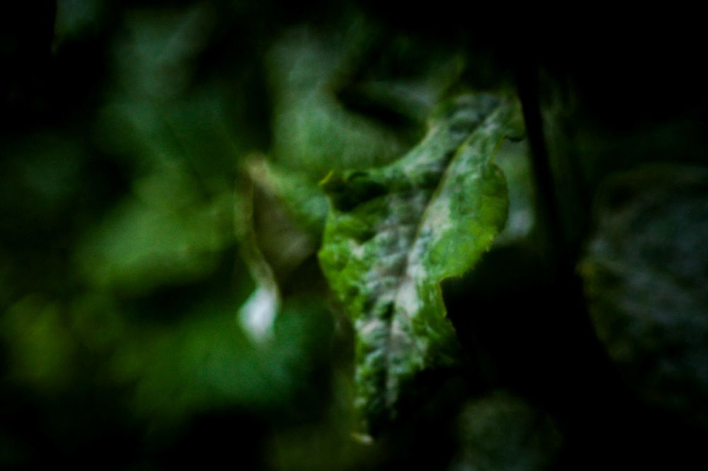 Helios 44-2