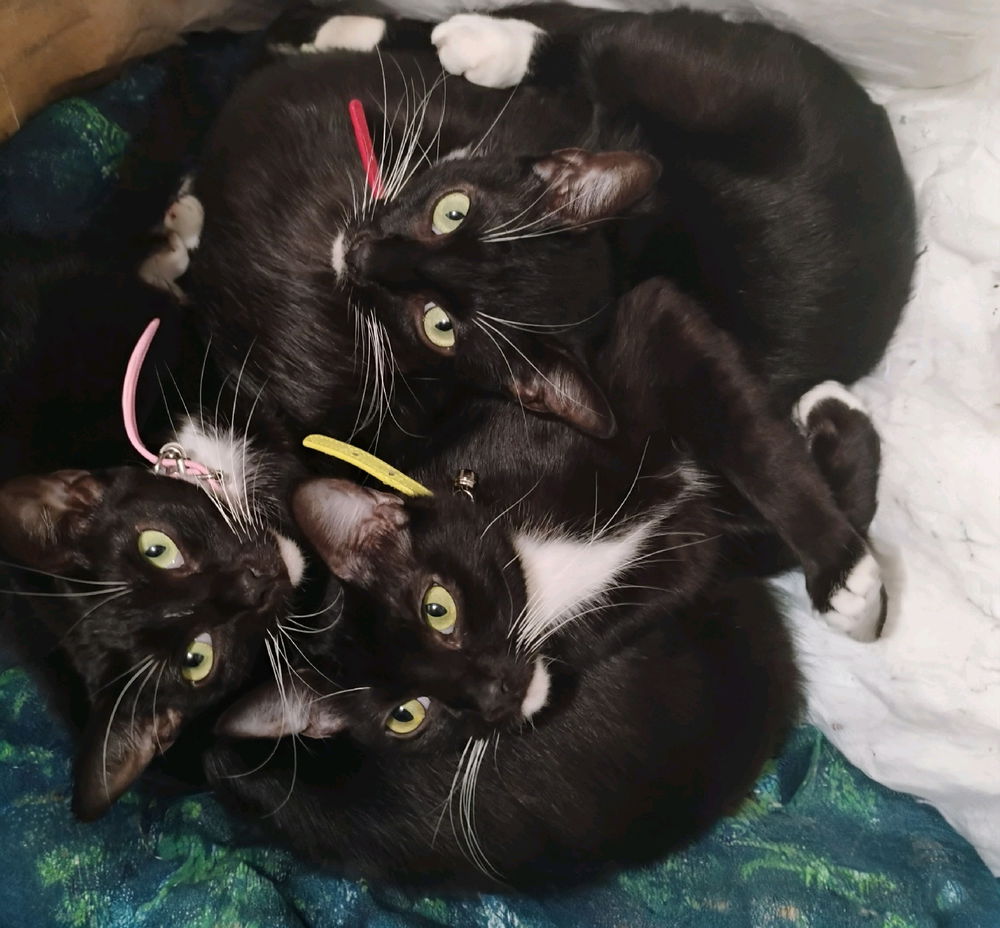 Pile of kittens
