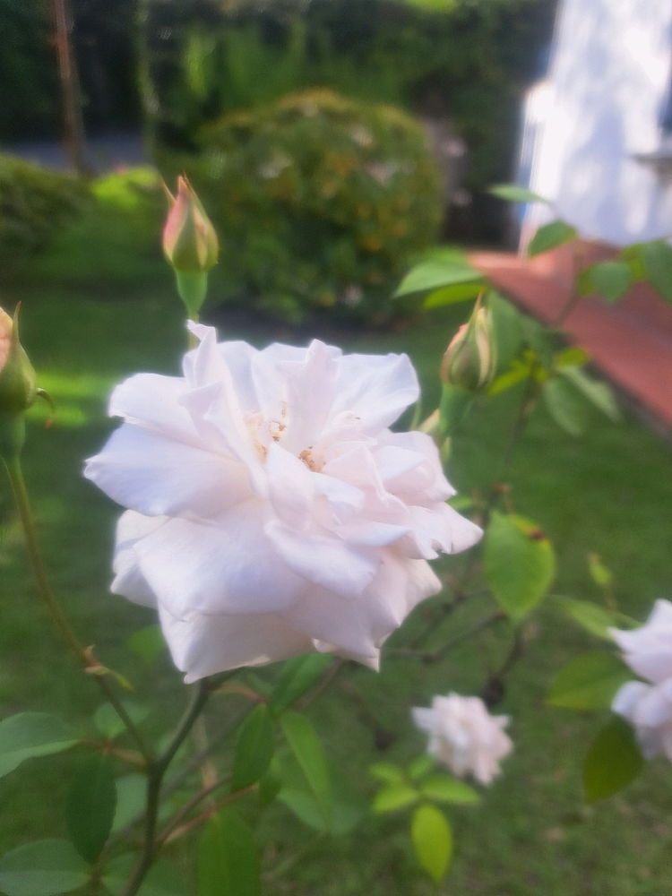 Naturaleza