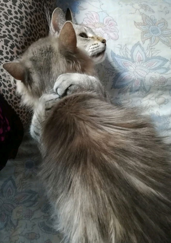 Tempo di coccole