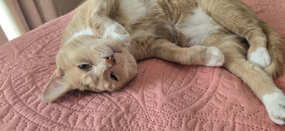 Paw on Face