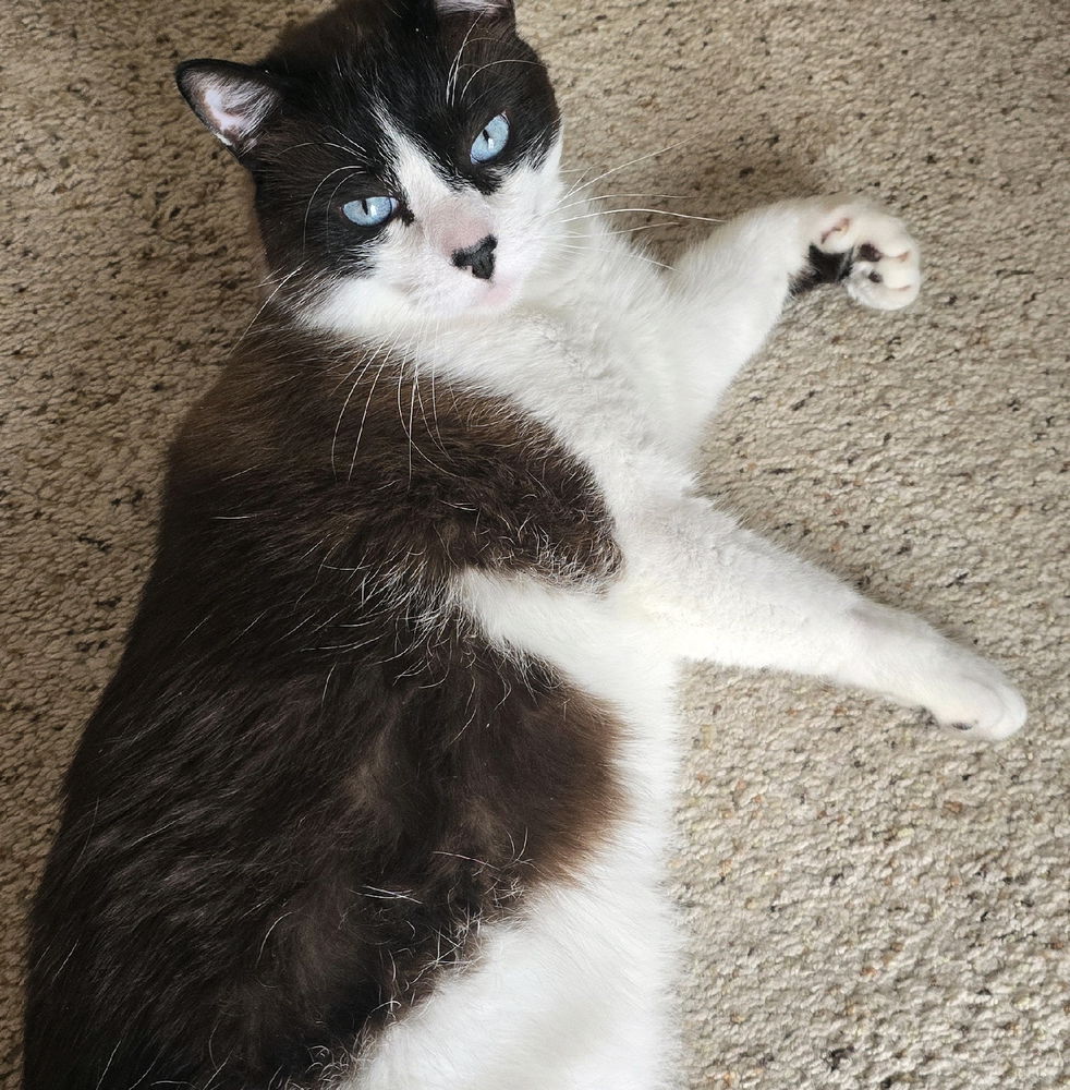 Simon