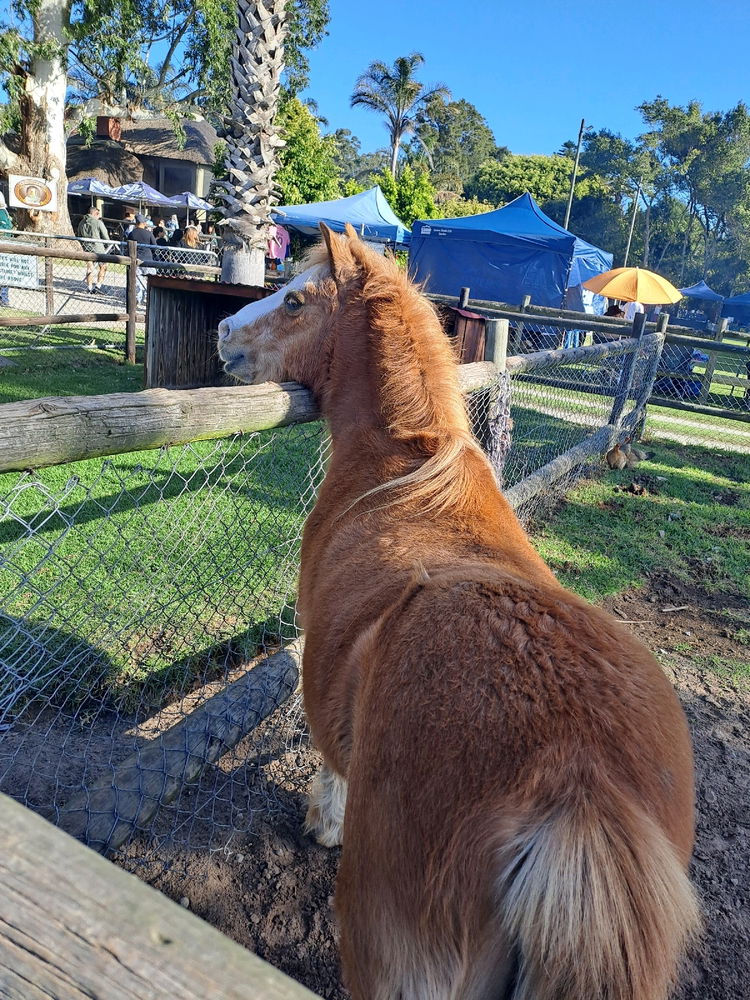 Pony