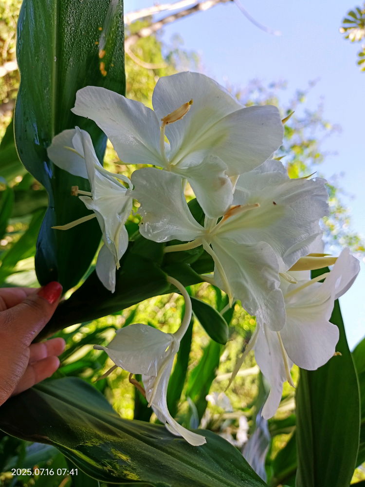 Flor de Jazmin 😍