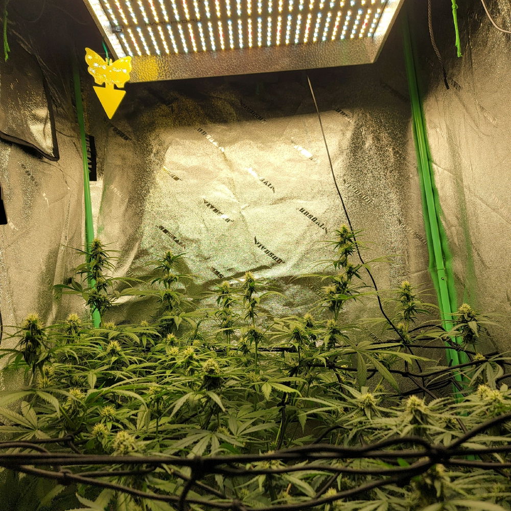 Dosi dos autoflower