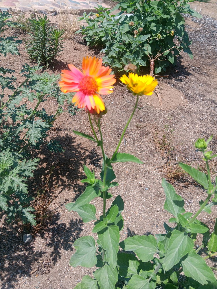 Found a strange sunflower