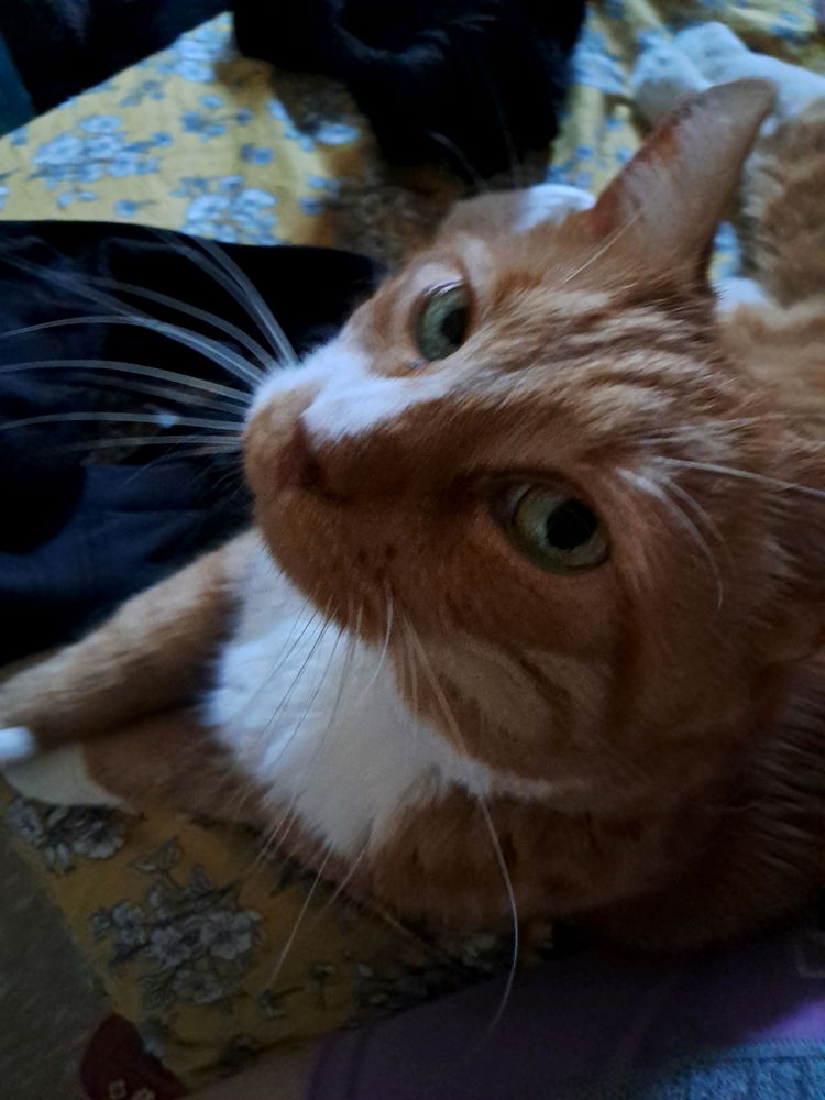 Mr. PuuPuu my beloved