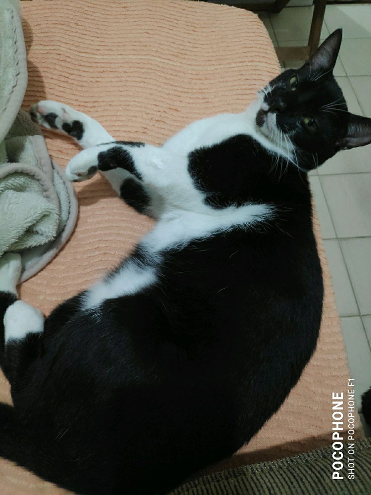 Preguiçao