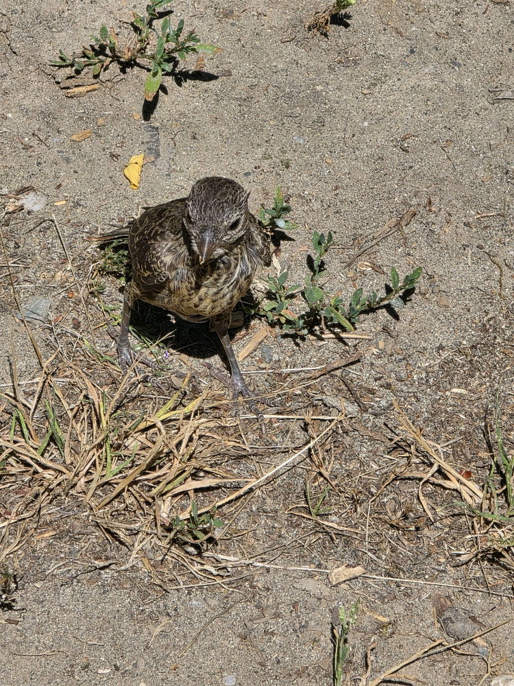 This is George! He/she let me feed him/her from my hand! Not sure what George is. Any ideas?
