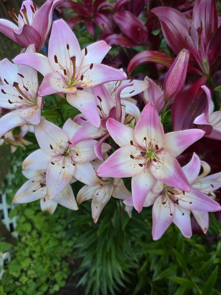 I love my lillies! Anyone know what type they are?