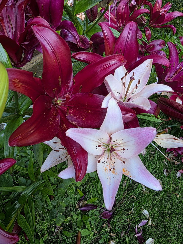 I love my lillies! Anyone know what type they are?