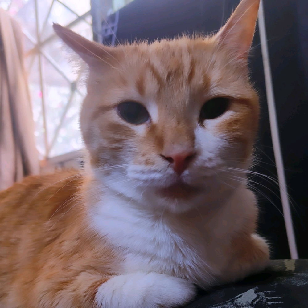 Le cat