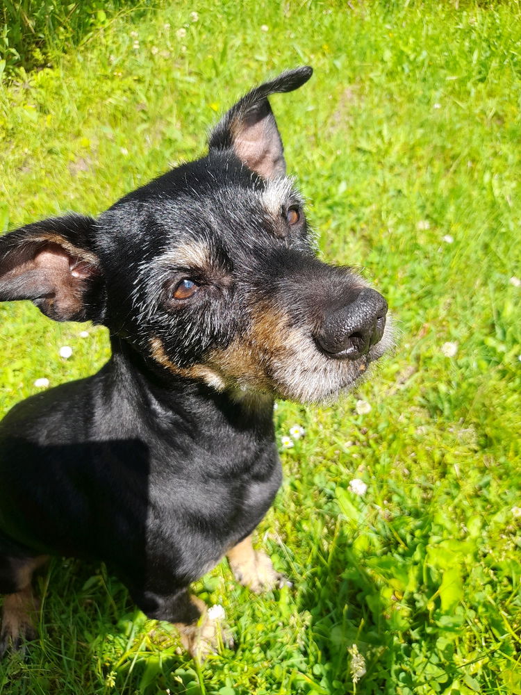 Taz
