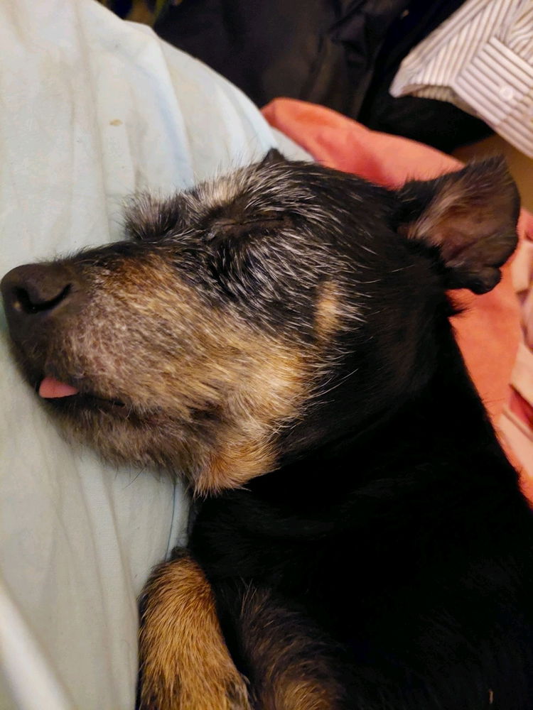 Taz
