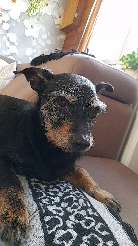 Taz