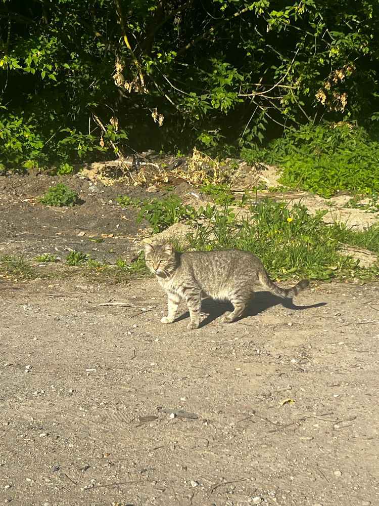 📷🐈
