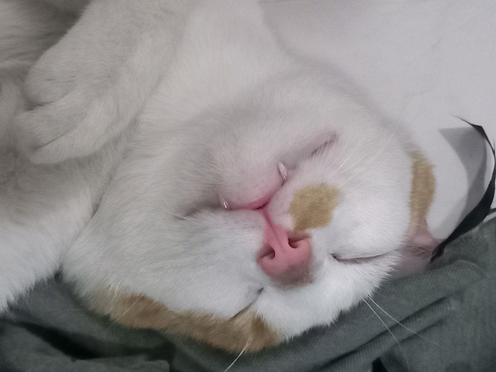 Pequeño vampiro