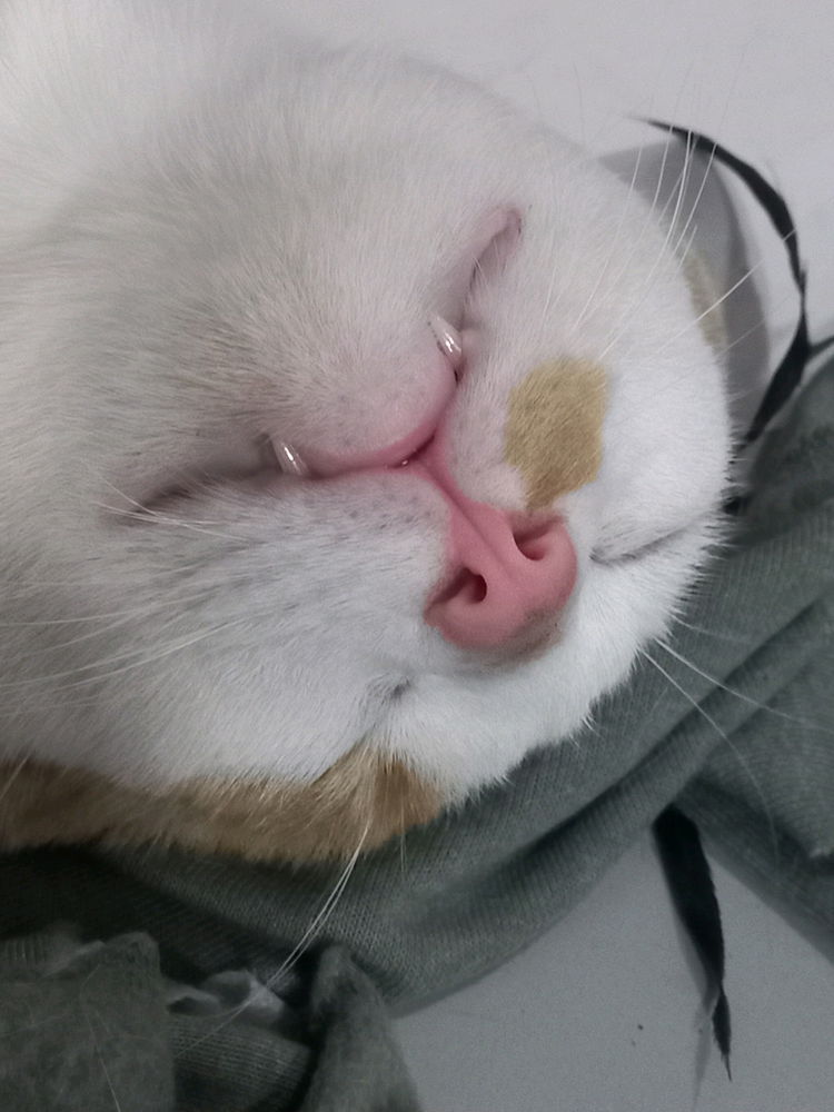 Pequeño vampiro
