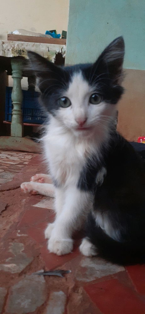 Kit kat meu bbzinho❤