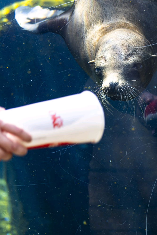 St. Louis Zoo