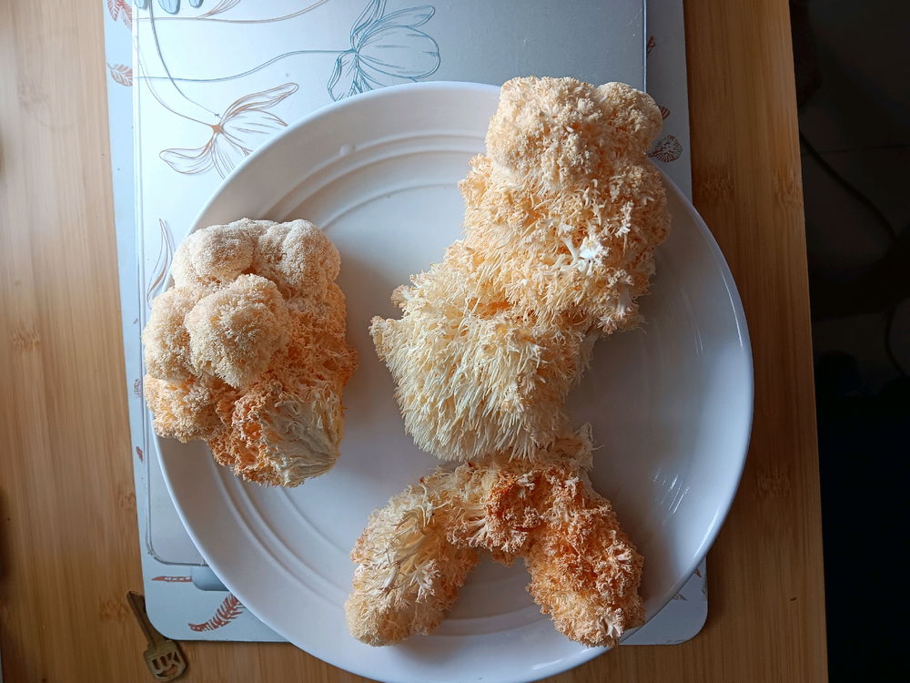Lions Mane anybody?