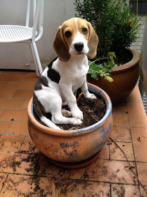 "Adote um beagle, dá trabalho nenhum", eles disseram