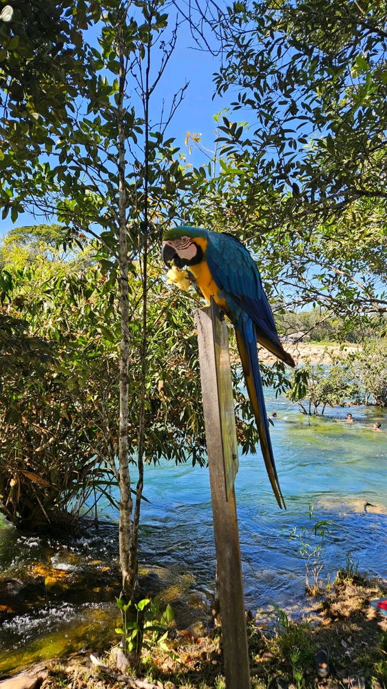 Amazonas