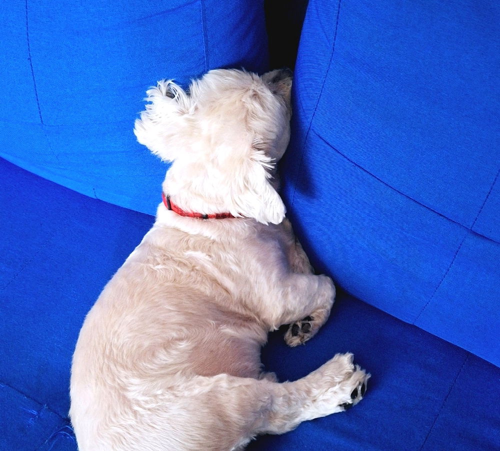 Sleepy Doggy💙🐶