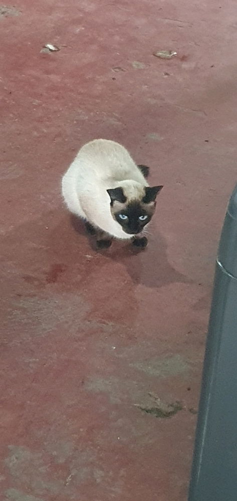 Pansito