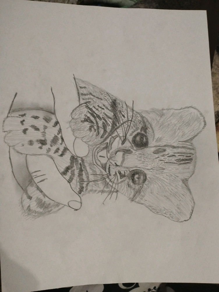 Un gatito