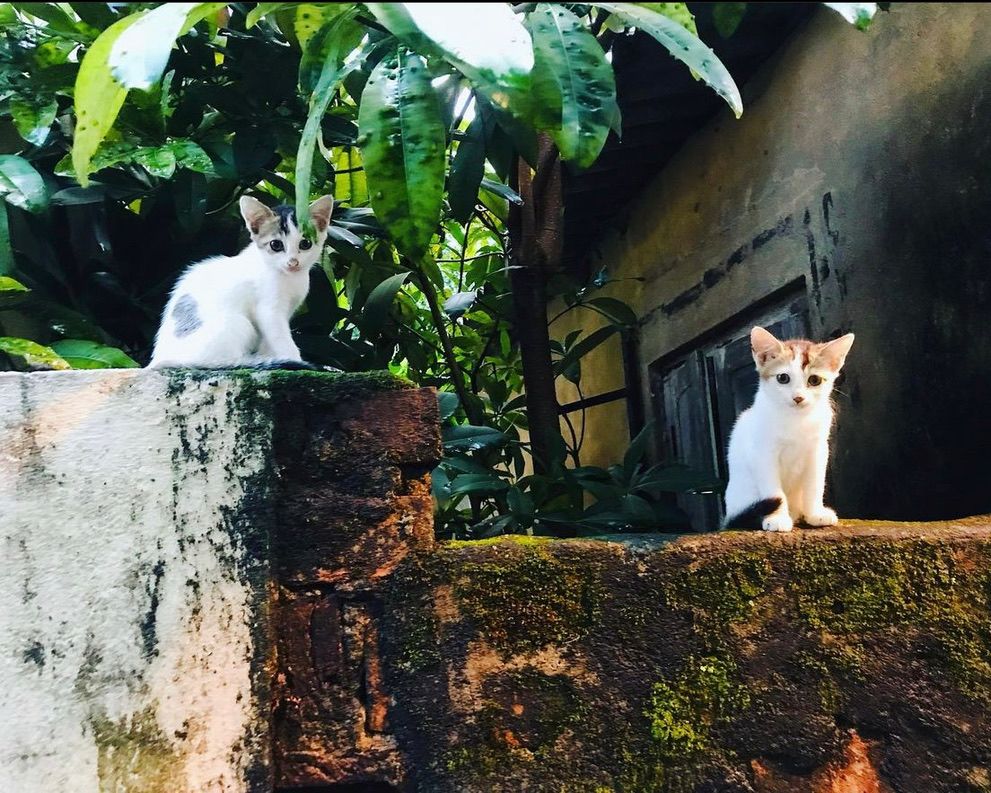 Cat Photography