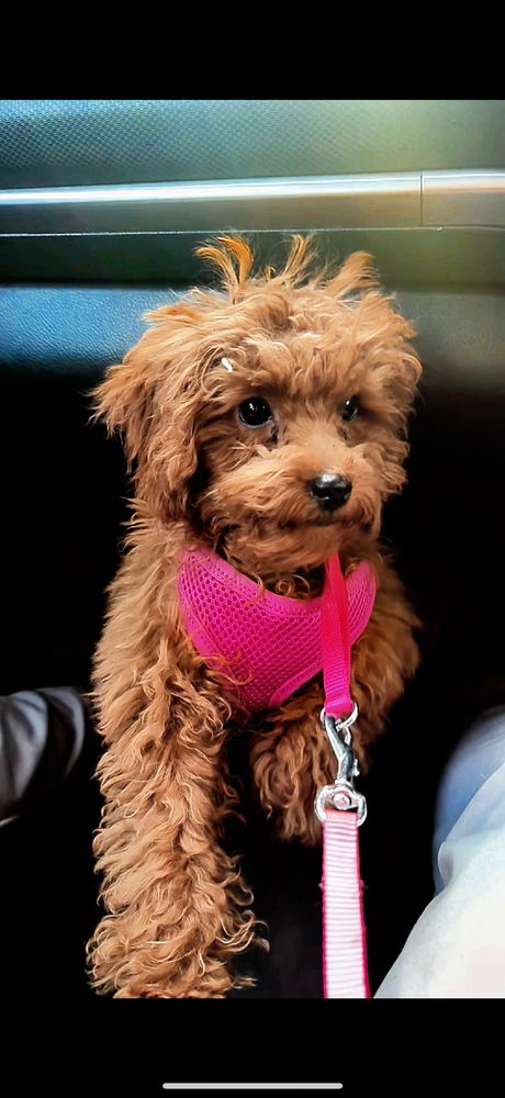 My Stella