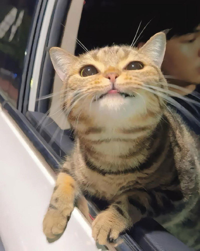 Cats