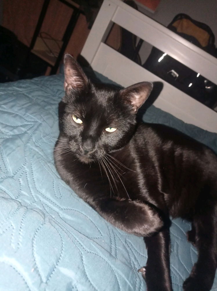 Pantera