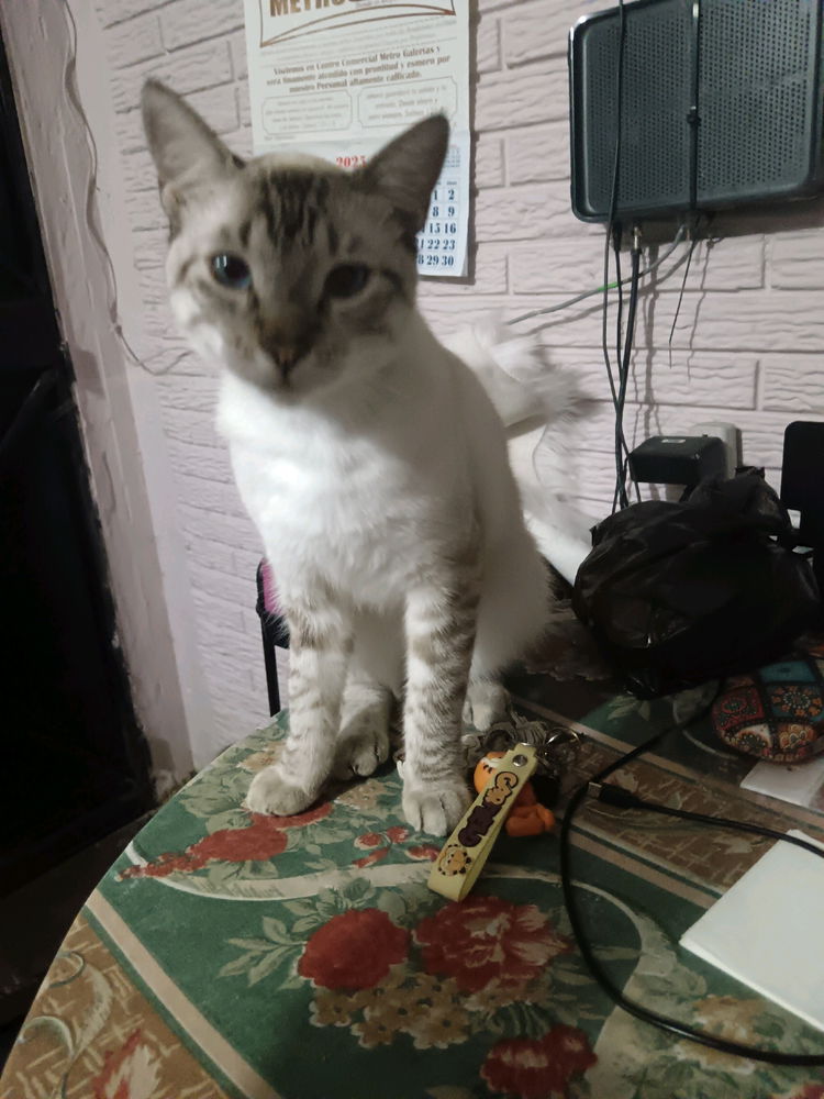 🐈