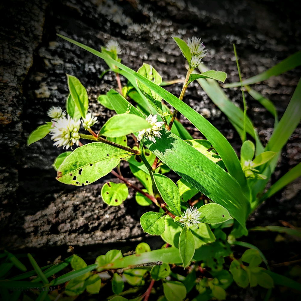 🌿⛰️🌿
