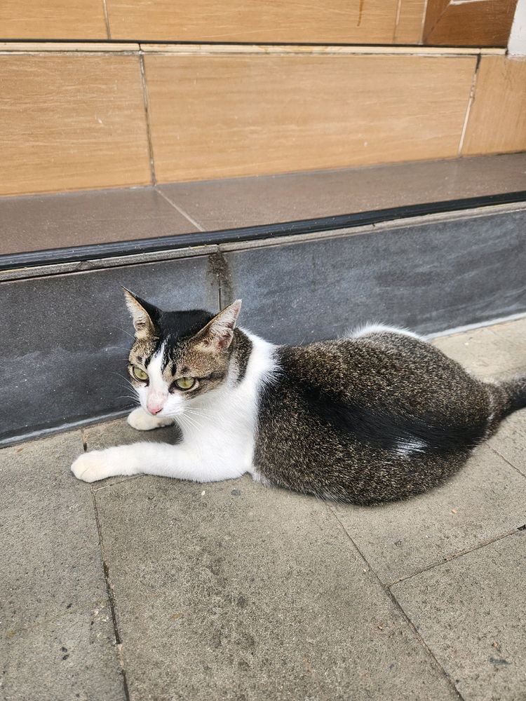 The inn's cat