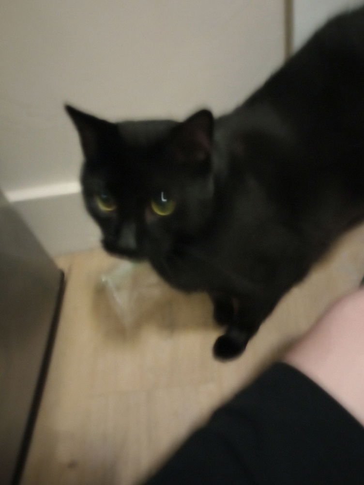 My first post of my black kitty