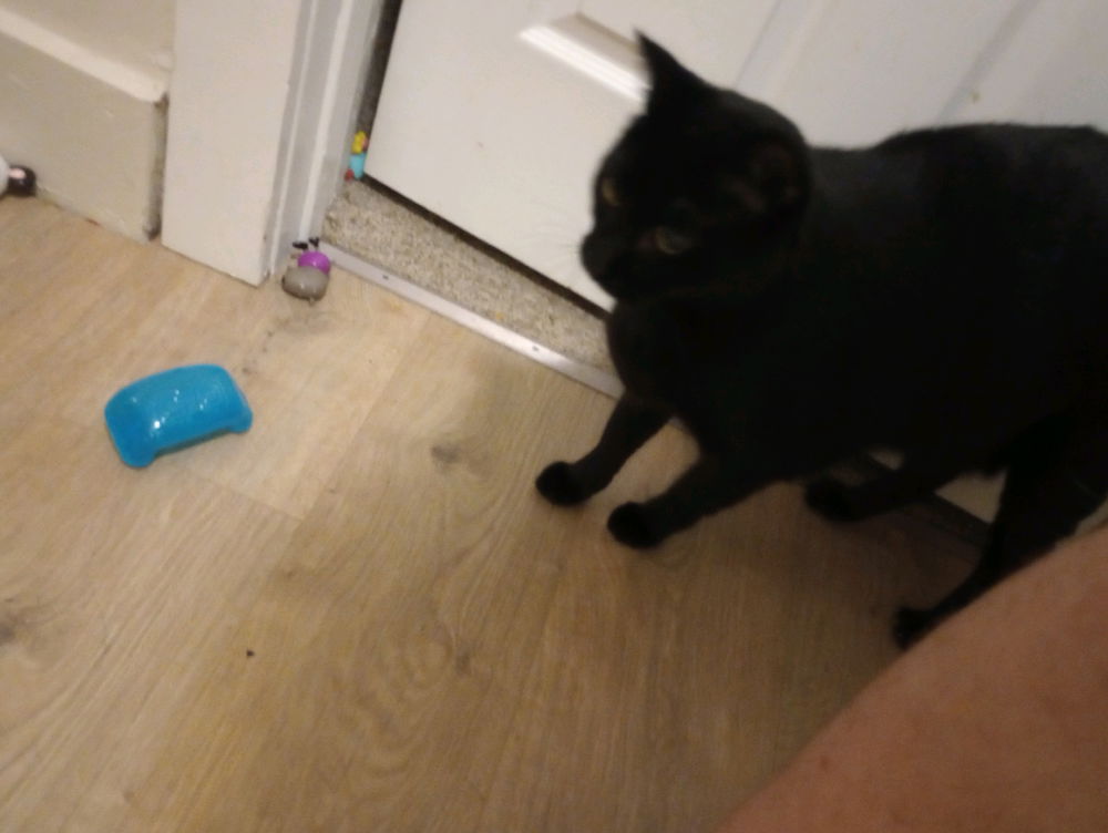 My first post of my black kitty